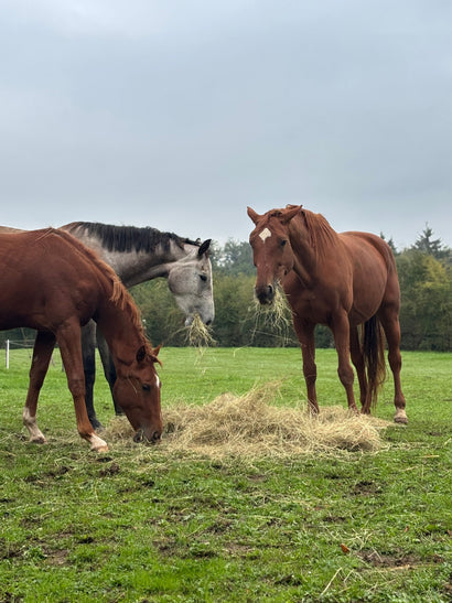 Soins et compléments pour chevaux à la Sellerie Eldorado, sellerie à Liège