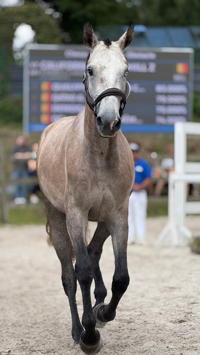 Matériel pour cheval et poney à la Sellerie Eldorado, sellerie à Liège