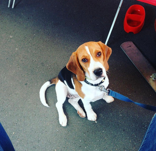 Accessoires pour chien à la Sellerie Eldorado, sellerie à Liège
